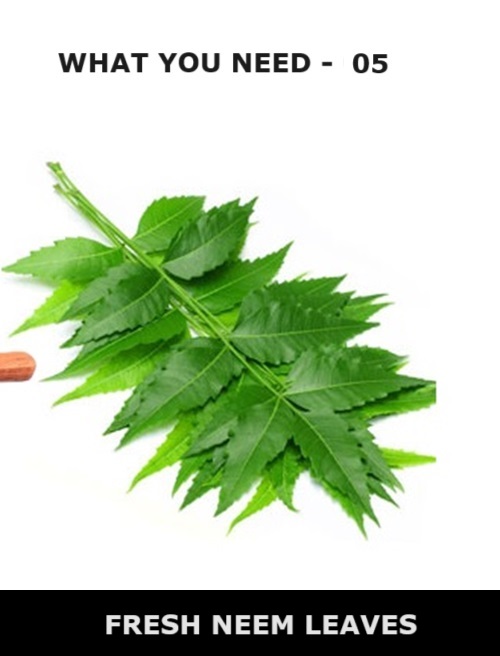 FRESH NEEM LEAVES